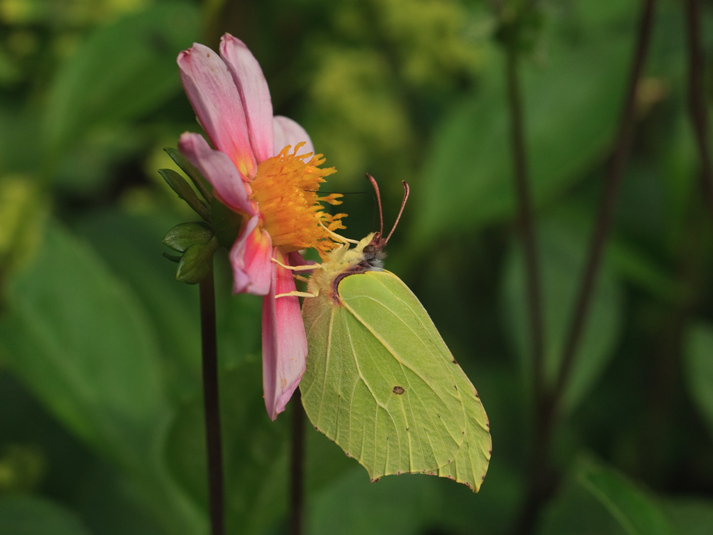 Gonepteryx rhamni Brimstone Citroenvlinder